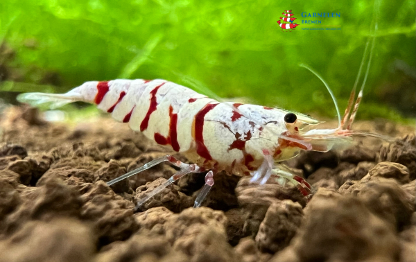 Red Fancy Tiger Garnele